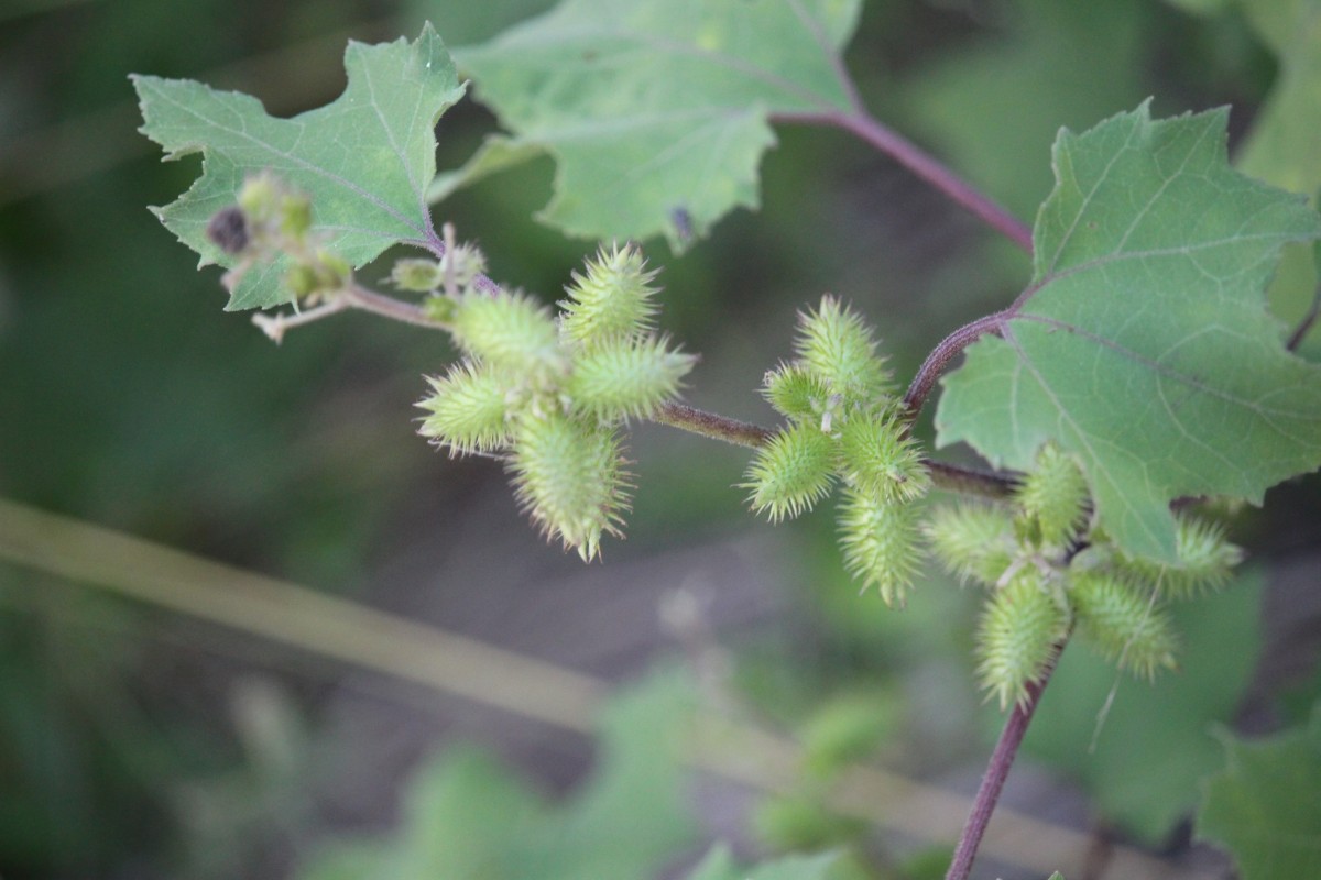 Xanthium strumarium L.